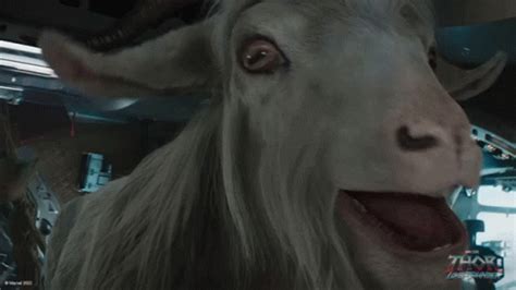 Screaming Goats GIFs | Tenor