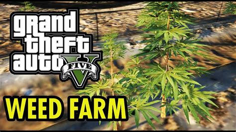 Weed Farm in GTA 5 Location - YouTube