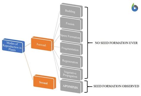 Apomixis - Definition and Examples - Biology Online Dictionary