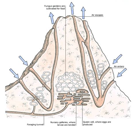 Termites - Credo Reference