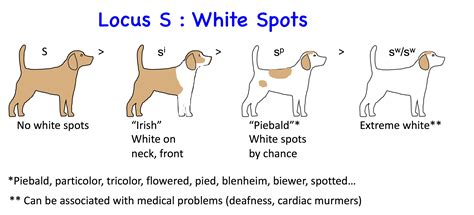 Dog Genetics 2.0: Colours | Laboratoire de génétique vétérinaire