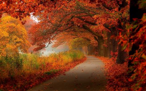 autumn road - Sample Pictures Wallpaper (41407772) - Fanpop