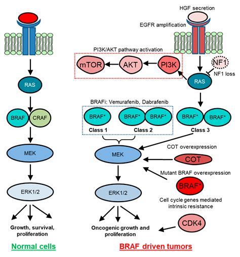 Cancers | Free Full-Text | Targeting Oncogenic BRAF: Past, Present, and Future