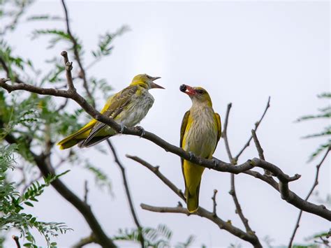 Golden Oriole Bird Facts (Oriolus oriolus) | Birdfact