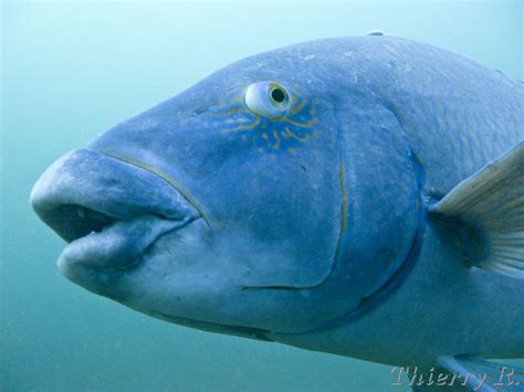 Blue Groper | Flickr - Photo Sharing!