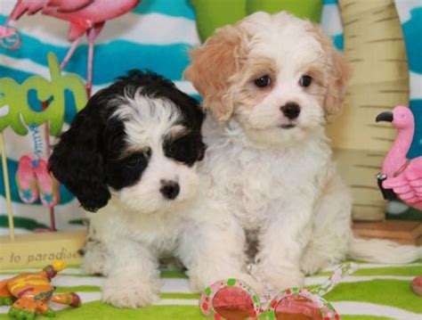 Cavachon Dog Breed Information, Images, Characteristics, Health