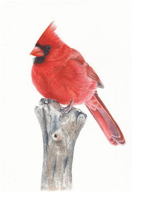 How to Paint a Cardinal in Watercolor | Watercolors with Rebecca | Bird ...