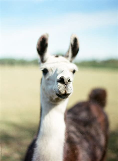 "Closeup Portrait Of A Brown And White Llama On A Farm" by Stocksy Contributor "Marta Locklear ...