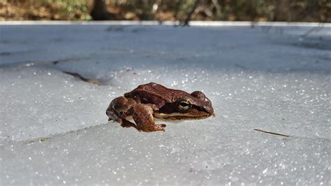 In a Warming World, Freeze-Tolerant Frogs Face New Threats — The ...