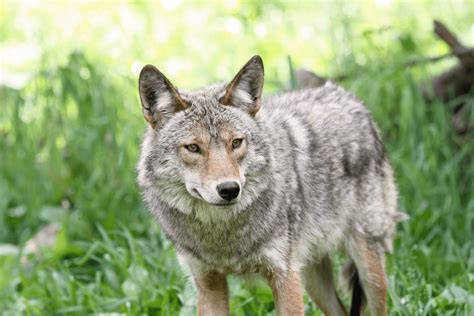 Best Ways You Can Keep Coyotes Away Indefinitely