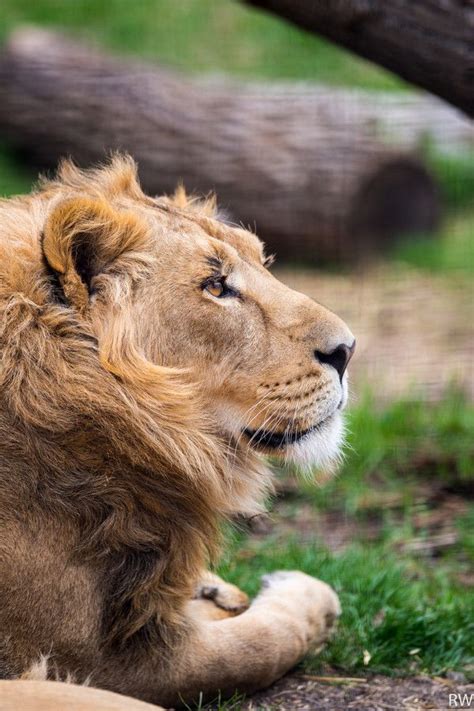 Assiniboine Park Zoo, Winnipeg, Manitoba. Photo by Valery Dyck. | Urban ...