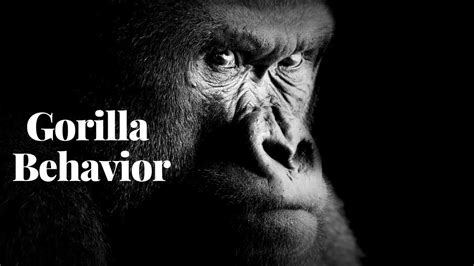 Understanding Gorilla Behavior Insights into their Fascinating World - YouTube