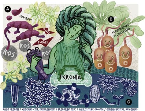 FERONIA-Goddess receptor in plants: Molecular Plant