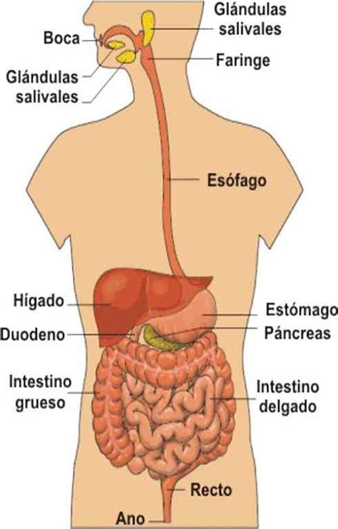 Partes del tubo digestivo