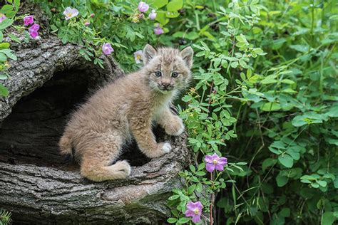 Cute Baby Lynx Photograph by Kelly Walkotten