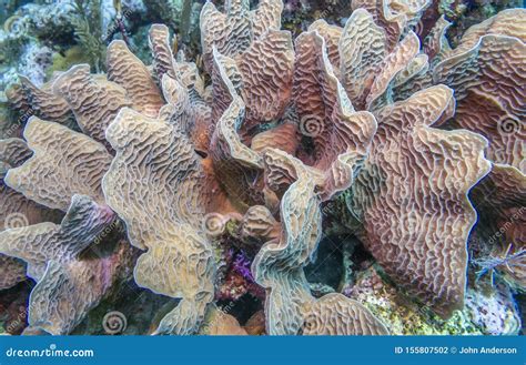 Giardino Di Corallo Caraibico, Corallo Della Foglia Della Lattuga Fotografia Stock - Immagine di ...