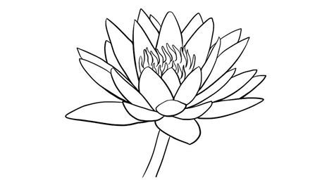 Water Lily Drawing Outline at GetDrawings | Free download