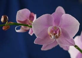 7 Orchid Care Tips to Keep Your Just Add Ice Orchid Healthy