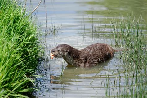 Eurasian Otter in natural habitat 6938516 Stock Photo at Vecteezy