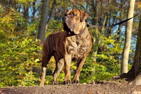 Presa Canario: Dog breed characteristics & care