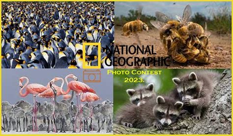 national geographic photo contest 2023. | PČELINA ŠKOLICA