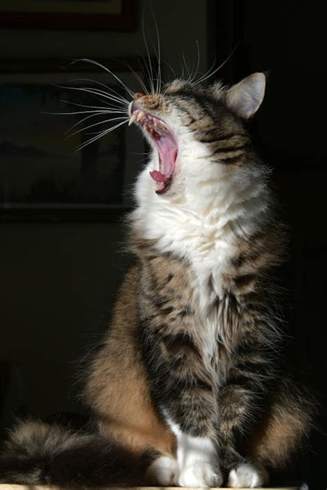 Cat Yawning · Free Stock Photo