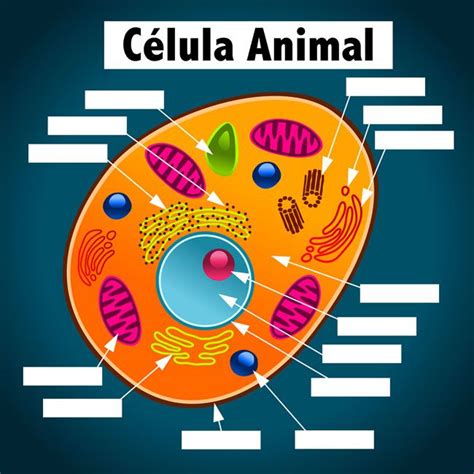 Imágenes de la CÉLULA - Animal - Vegetal - Humana | Saberimagenes.com