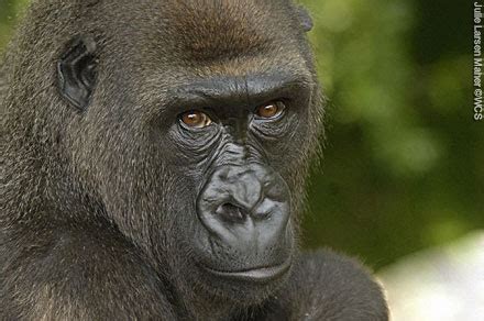 Cross River Gorilla | Wildlife Info and Photos | The Wildlife