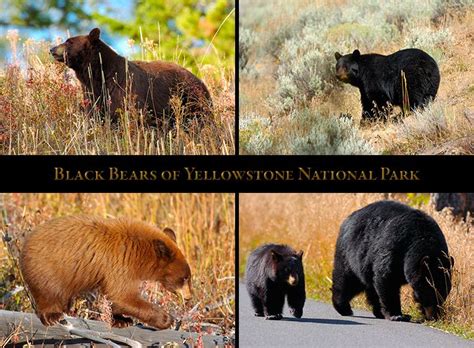 Yellowstone Black Bears and Cinnamon Black Bears | Black bear, Bear ...