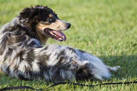 bluey-dog_1 | Dog Bluey in the Cloisters City Park in Morro … | Flickr