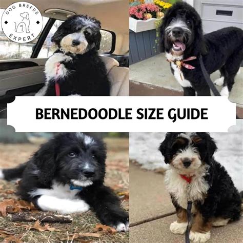 Bernedoodle Size - How Big Do Bernedoodles Get When They're Fully Grown?