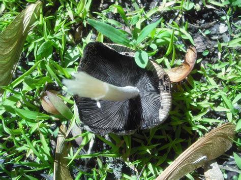 Inky cap pics - Mushroom Hunting and Identification - Shroomery Message Board