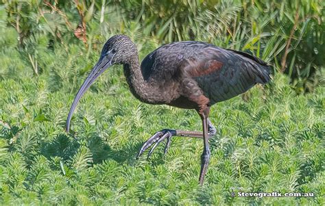 Glossy Ibis - Plegadis falcinellus - Stevografix