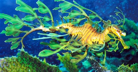 Real Monstrosities: Leafy Seadragon