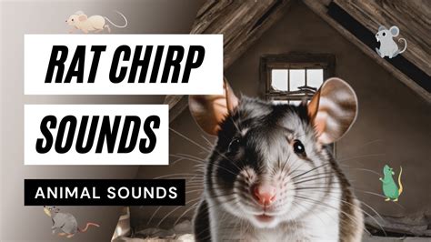 Animal Sounds: Rat Noises - the animal sounds: rat's squeaking 🐀🐀🐀 ...