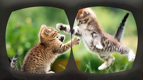 VR Cute Cats 360 APK for Android Download