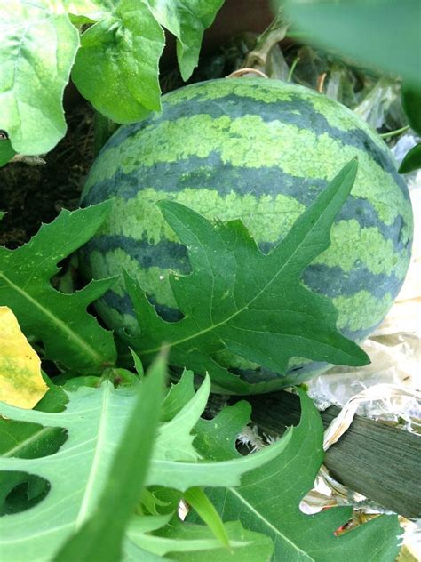 Growing Watermelon Plant Stages Guide - Blooming Anomaly