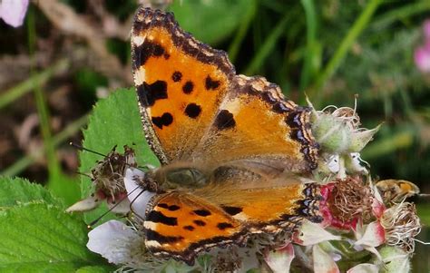 Cornwall Butterfly Conservation