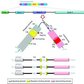 (PDF) The Contribution of Genetic Factors to Cognitive Impairment and Dementia: Apolipoprotein E ...