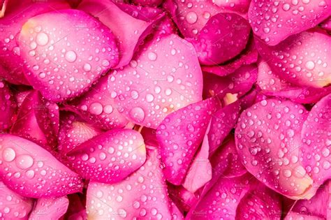 Fresh pink rose petal | Abstract Stock Photos ~ Creative Market