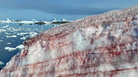 Spooky 'blood snow' invades Antarctic island | Live Science