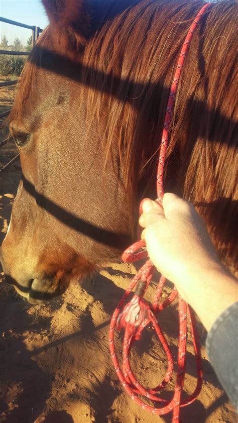 Functional Horsemanship: Tack Tip - More Than a Get Down Rope