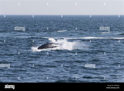 Whale watching experience off the coast of Atlantic Stock Photo - Alamy