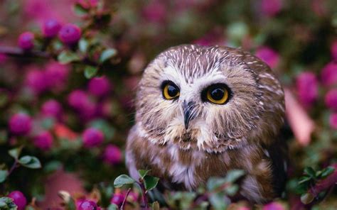 7 Alasan Ilmiah Jangan Pelihara Burung Hantu