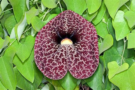 100 Aristolochia Eleganscalico Flower Dutchman's Pipe - Etsy