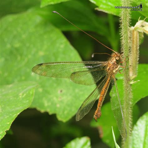 Have you ever seen this? | Dragonfly with Antenna | OwlFly | Flickr - Photo Sharing!