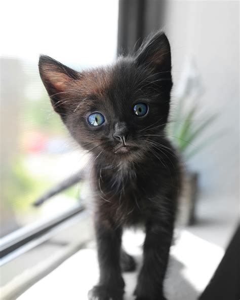 Fluffy Black Kittens With Blue Eyes