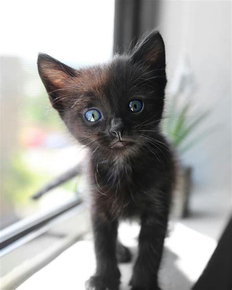 Fluffy Black Kittens With Blue Eyes