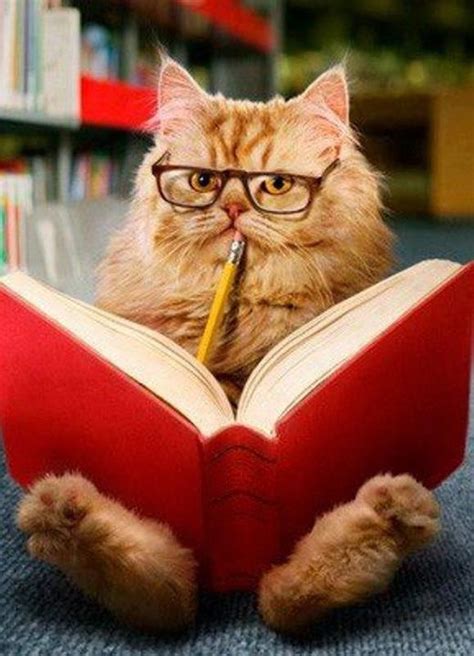 19 best Cats Wearing Specs images on Pinterest | Cute kittens, Funny ...