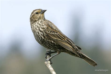 "Female Redwing Blackbird" by imarkimages | Redbubble